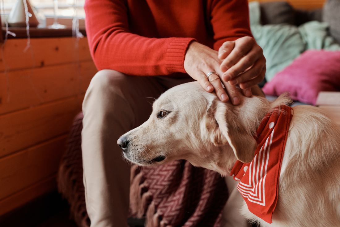 くつろぐ愛犬とそっと寄り添う飼い主
