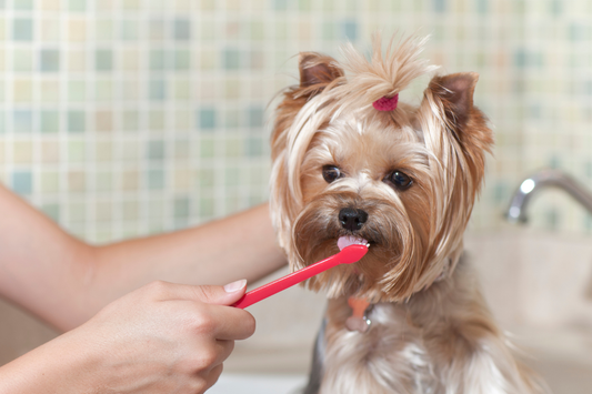 犬のお口ケアのイメージ