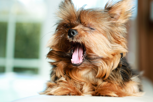 犬の口のにおいケアのイメージ