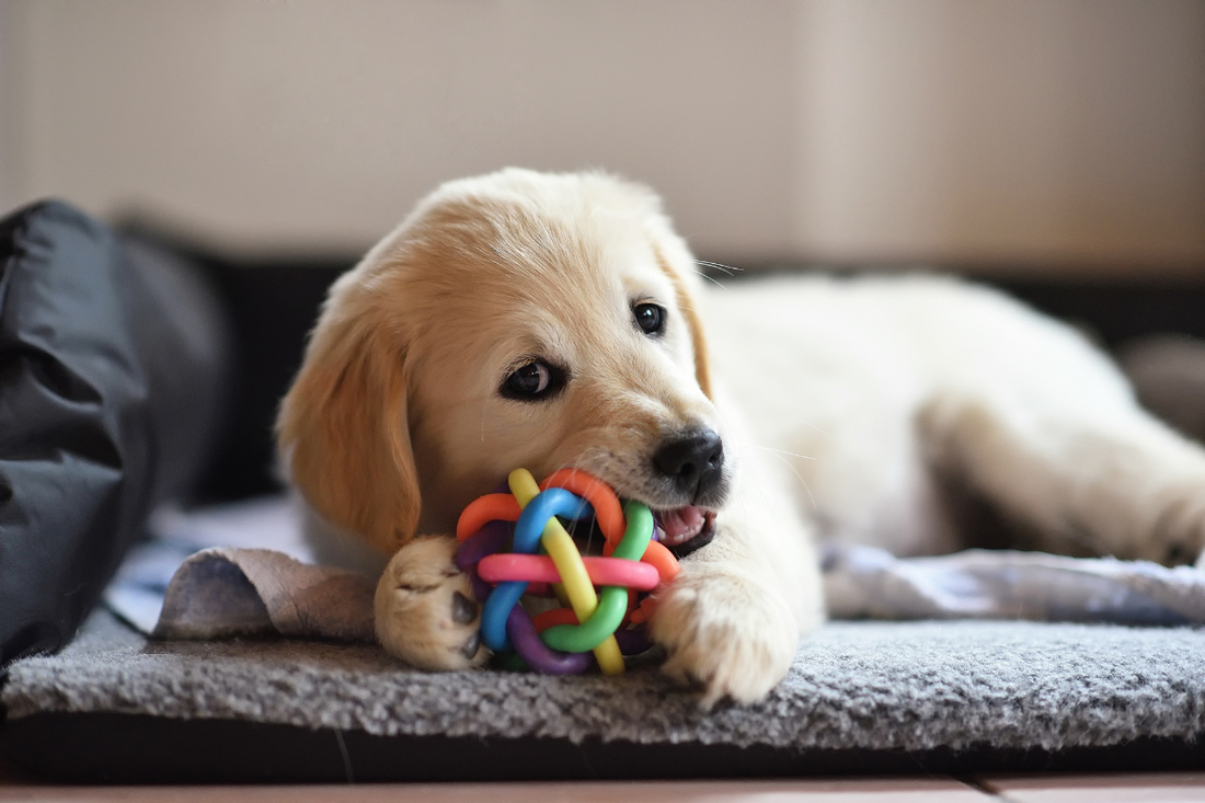 落ち着いて過ごす犬のイメージ