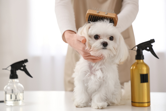 犬の被毛ケアのイメージ