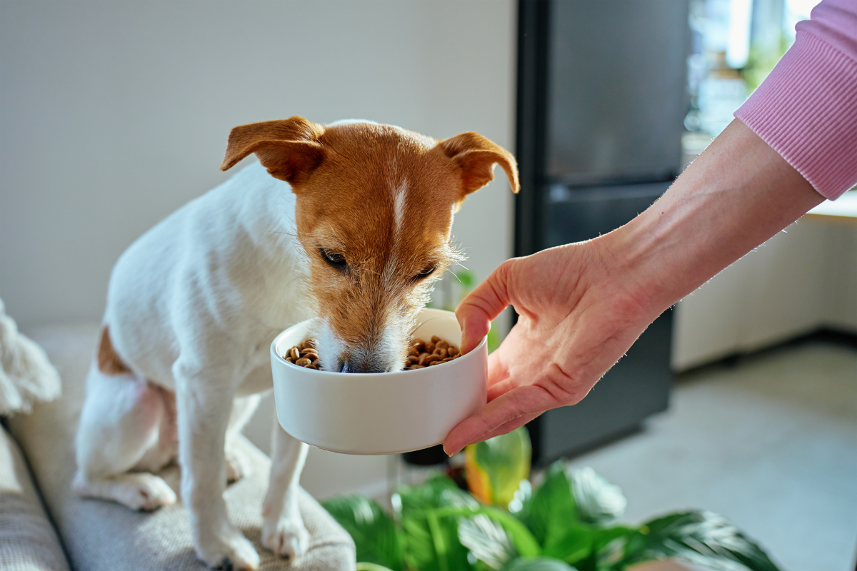 ボウルからごはんを食べる犬