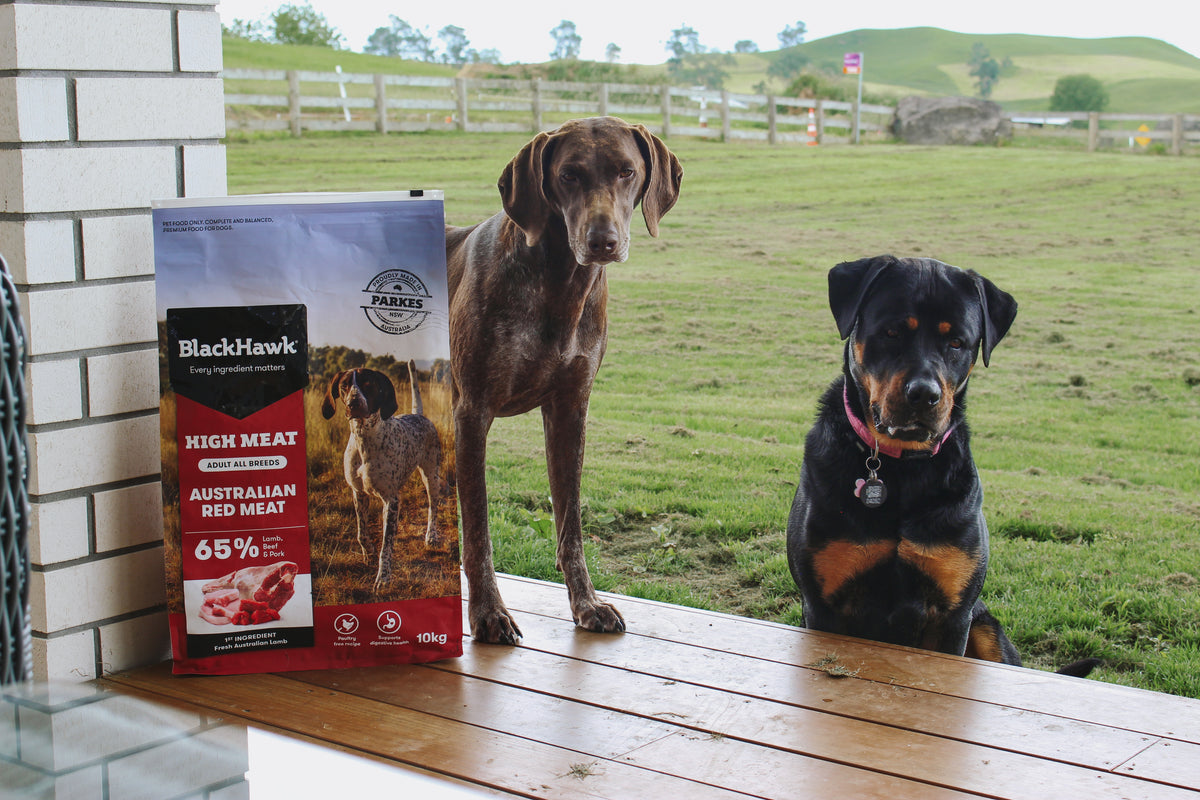 Black Hawk レッドミートのフード袋と2頭の犬