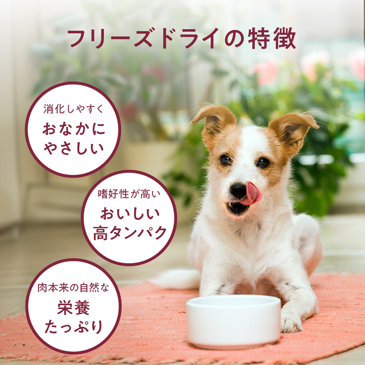 ブラックホーク フリーズドライ ラム