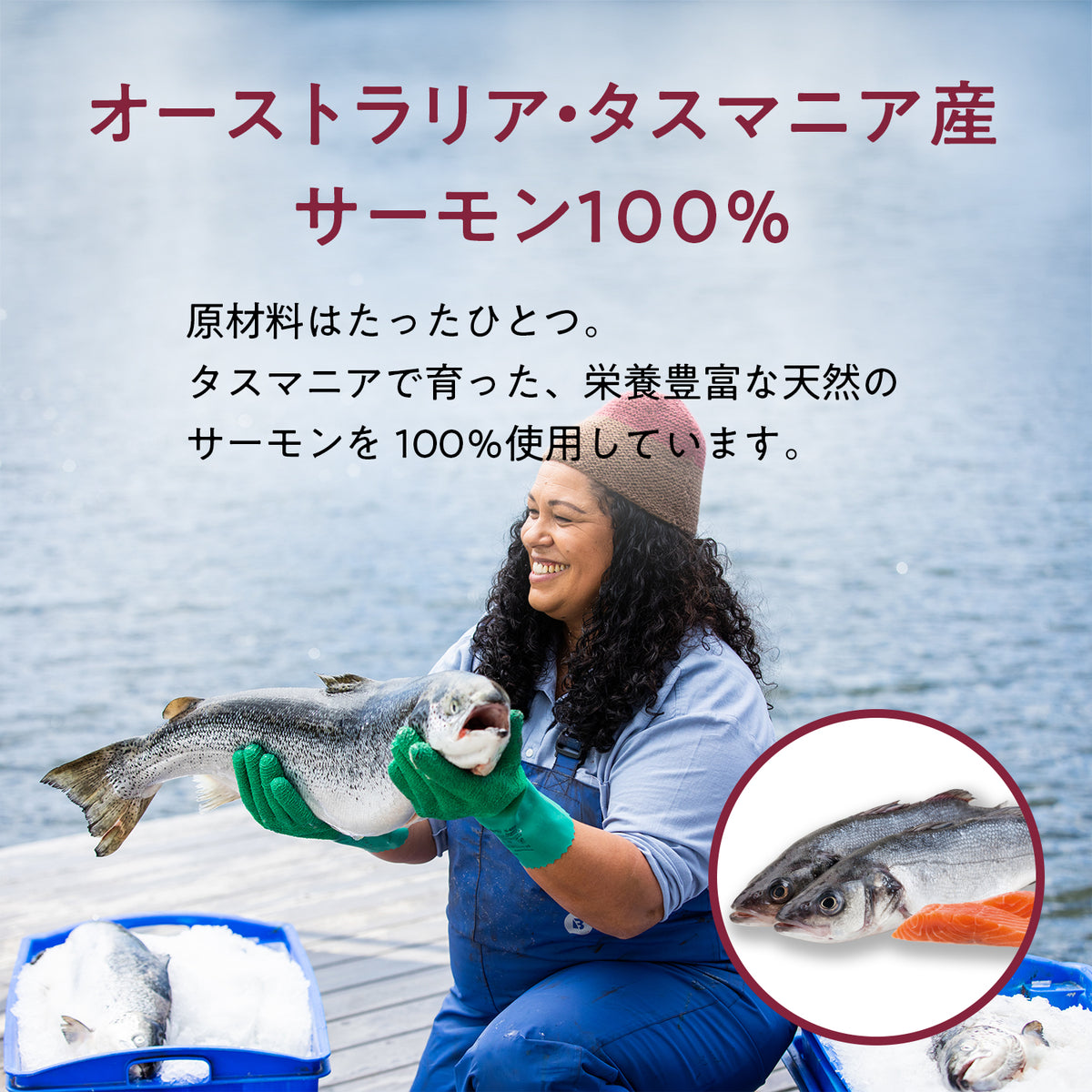 ブラックホーク フリーズドライ サーモン